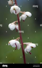 Attēlu rezultāti vaicājumam “Pyrola rotundifolia fruit”