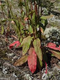 Attēlu rezultāti vaicājumam “Rumex acetosa flower”