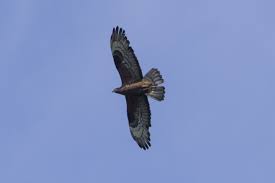 Attēlu rezultāti vaicājumam “Pernis apivorus adult”