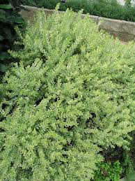 Attēlu rezultāti vaicājumam “Conardia compacta macro”