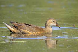 Attēlu rezultāti vaicājumam “Gallinula chloropus juvenile”
