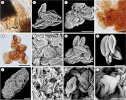 Attēlu rezultāti vaicājumam “Cribraria costata spores”
