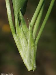 Attēlu rezultāti vaicājumam “Trifolium fragiferum leaf”