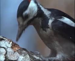 Attēlu rezultāti vaicājumam “Dendrocopos major”