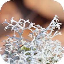 Attēlu rezultāti vaicājumam “Cladonia rangiferina”