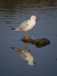 Image result for Chroicocephalus genei