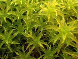 Attēlu rezultāti vaicājumam “Syntrichia”