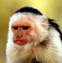 Monkey and Lion. Input images
