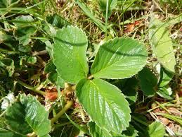 Attēlu rezultāti vaicājumam “Fragaria vesca leaf”