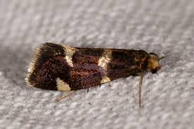 Attēlu rezultāti vaicājumam “Incurvaria praelatella”