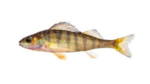 Image result for Perca flavescens