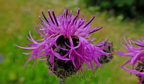 Image result for Centaurea pseudophrygia