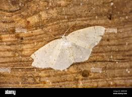 Attēlu rezultāti vaicājumam “Cyclophora pendularia”