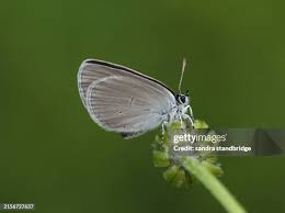 Attēlu rezultāti vaicājumam “Cupido minimus”