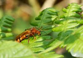 Attēlu rezultāti vaicājumam “Cantharis livida”