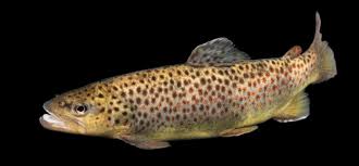 Image result for Salmo trutta