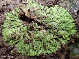 Attēlu rezultāti vaicājumam “Riccia canaliculata”