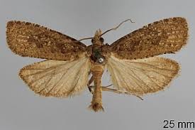 Attēlu rezultāti vaicājumam “Epiblema grandaevana”