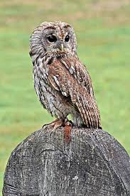 Image result for Strix aluco