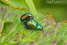 Attēlu rezultāti vaicājumam “Altica sp.”