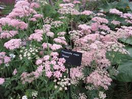 Attēlu rezultāti vaicājumam “Pimpinella major”