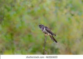 Attēlu rezultāti vaicājumam “Cuculus canorus juvenile”