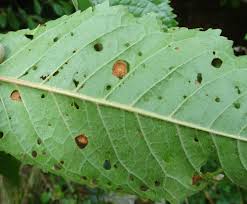 Attēlu rezultāti vaicājumam “Mycosphaerella ulmi”