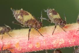 Attēlu rezultāti vaicājumam “Chaitophorus populeti”