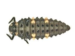 Attēlu rezultāti vaicājumam “Coccinella septempunctata larva”