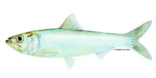 Image result for Alosa alabamae