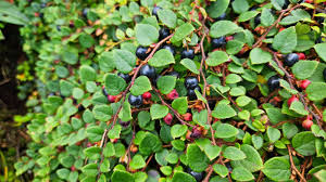 Attēlu rezultāti vaicājumam “Gaultheria cuneata”