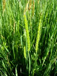 Attēlu rezultāti vaicājumam “Cynosurus cristatus”