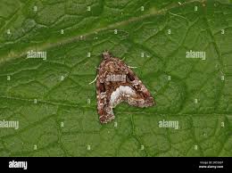 Attēlu rezultāti vaicājumam “Protodeltote pygarga”