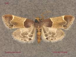 Attēlu rezultāti vaicājumam “Pyralis farinalis”