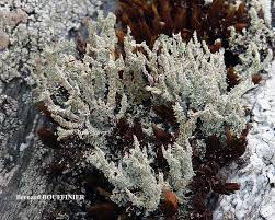 Attēlu rezultāti vaicājumam “Cladonia squamosa”