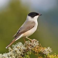 Attēlu rezultāti vaicājumam “Sylvia atricapilla”