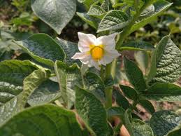 Attēlu rezultāti vaicājumam “Solanum tuberosum flower”