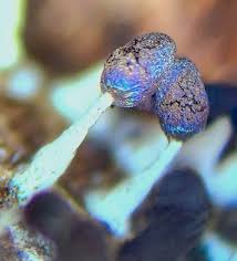 Attēlu rezultāti vaicājumam “Diachea subsessilis stalked”