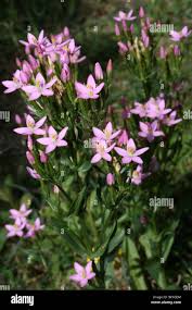 Attēlu rezultāti vaicājumam “Centaurium littorale flower”