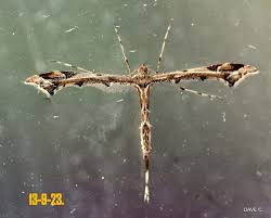 Attēlu rezultāti vaicājumam “Platyptilia gonodactyla”