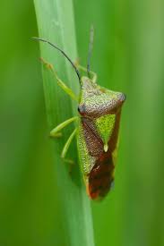 Attēlu rezultāti vaicājumam “Acanthosoma haemorrhoidale imago”