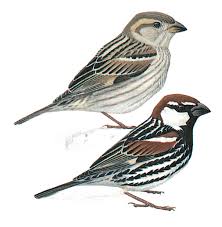 Image result for Passer hispaniolensis