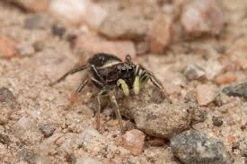 Attēlu rezultāti vaicājumam “Heliophanus sp.”