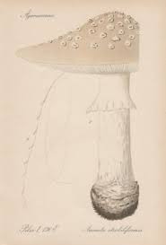 Attēlu rezultāti vaicājumam “Amanita strobiliformis”