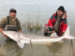 Image result for Acipenser medirostris