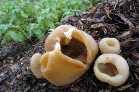 Attēlu rezultāti vaicājumam “Peziza vesiculosa”