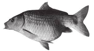 Image result for Cyprinus carpio