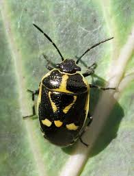 Attēlu rezultāti vaicājumam “Eurydema oleracea”