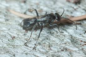 Attēlu rezultāti vaicājumam “Dipogon sp.”