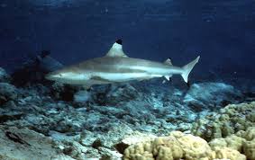 Image result for Carcharhinus melanopterus